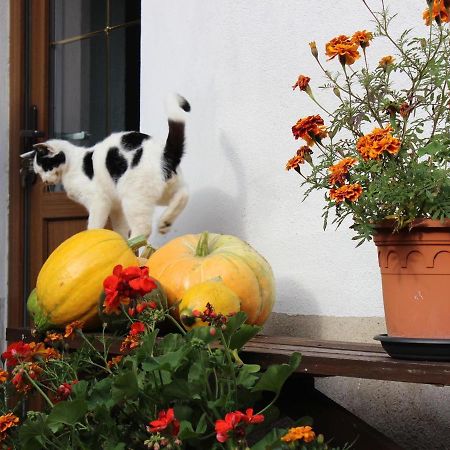 Ferienhaus Christine Schenkendobern Exteriör bild
